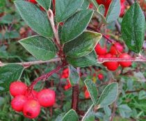 Cotoneaster Franchetii : Taille 40/60 cm - Pot 2 litres