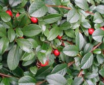 Cotoneaster Dammeri : taille 20/+cm - 30/+cm - 40/+cm