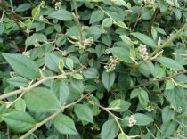 Cotoneaster Franchetii : Lot de 20 plants - Taille 20/30 cm - Godet de 9x9 cm