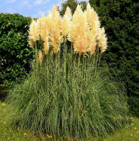 CORTADERIA SELLOANA - Herbe de la pampa : Pot de 3 litres - Jardin des  gazelles - Jardinerie en ligne