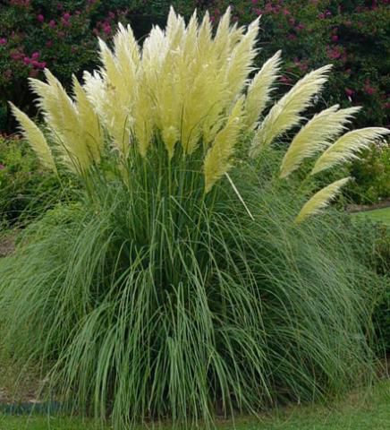 CORTADERIA SELLOANA 'PUMILA' - Herbe de la pampa 'Pumila' : Pot de 3 litres  - Jardin des gazelles - Jardinerie en ligne