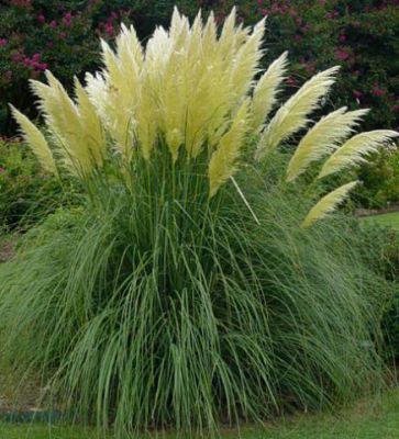 Herbe de la pampa 'Pumila' : Pot de 3 litres