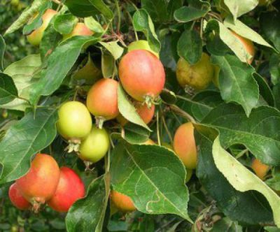 Pommier sauvage : lot de 25 - taille 60/80 cm - Racines nues