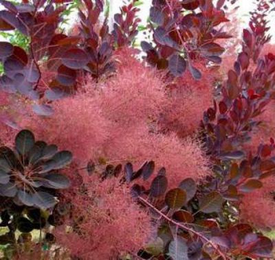 Arbre � Perruques 'Royal Purple' : Taille 40/60 cm - Pot de 3 litres.