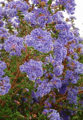 C�anothe 'Puget Blue' dit 'C�anothe de Santa Barbara' : Taille 40/50 cm - Pot de 3/5 litres