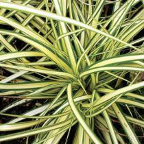 Carex oshimensis 'Evergold' : Pot  de 2 Litres