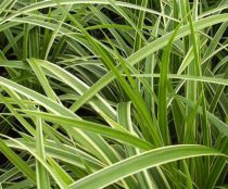 Carex morrowii 'Ice Dance' : Pot  de 2 litres