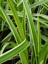 Carex morrowii 'Ice Dance' : Pot  de 2 litres