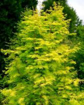 SEQUOIA DE CHINE  'GOLD RUSH'  : Taille 125/150 cm - Pot de 5 litres