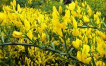 Genista lydia : Lot de 3 plants - Pot de 1,5 L