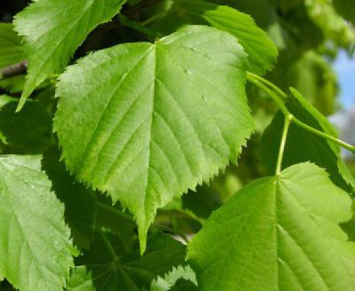 Tilleul � petites feuilles : Taille 60/90 cm - Racines nues