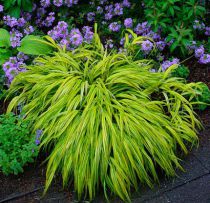 Hakonechloa Macra 'aureola' : Pot  de 2 Litres