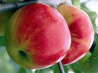 Pommier Jonagold : Basse tige / Gobelet