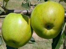 Pommier Granny Smith : Basse tige / Gobelet