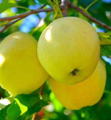 Pommier Golden Delicious : Basse tige / Gobelet