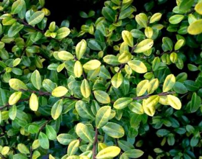 Houx cr�nel� 'Golden Gem' : Taille 20/30 cm - Pot de 2.5 litres