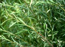 Saule à feuilles de romarin / Saule à feuilles d'argousier - Racines nues