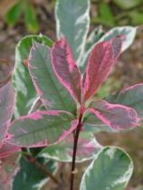 Photinia Pink Marble 'Cassini' : taille 40/60 cm - pot de 3 litres