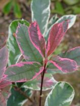 Photinia Pink Marble 'Cassini' : Taille 40/60 cm - Pot de 3 litres