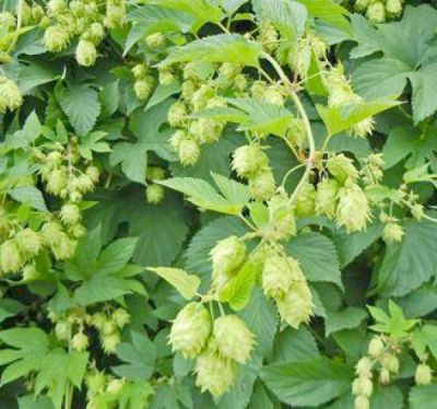 Houblon : taille 30/50 cm - pot de1.2 litres