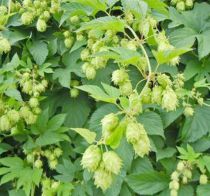 Houblon : taille 30/50 cm - pot de1.2 litres