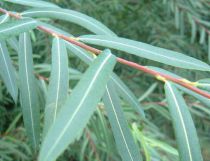 Osier rouge nain / Saule pourpre nain : Taille 20/40 cm - Racines nues
