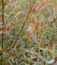 Osier rouge nain / Saule pourpre nain : Taille 20/40 cm - Racines nues