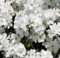 Exochorde The Bride : Taille 50/60 cm - Pot de 3 litres