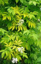 Sureau noir - Sambucus nigra Aurea : Taille 30/40 cm - Racines nues.