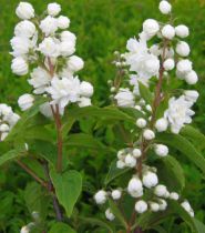 Deutzia x Magnifica : Taille 60/80 cm - Racines nues