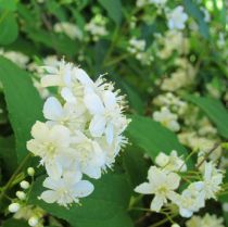 Deutzia Scabra : Taille 60/80 cm - Racines nues