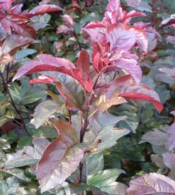 Pommier � fleurs Liset : Taille 60/90 cm - Racines nues