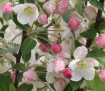 Pommier à fleurs Perpetu Evereste : Taille 60/90 cm - Racines nues