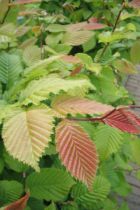 Charmille : taille 150/175 cm - Racines nues - Charme commun / Carpinus betulus