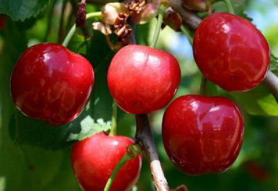 Cerisier 'Anglaise H�tive' : Basse tige / gobelet
