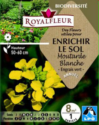 Des Fleurs utiles pour ENRICHIR LE SOL Moutarde Blanche : pour 8 m�
