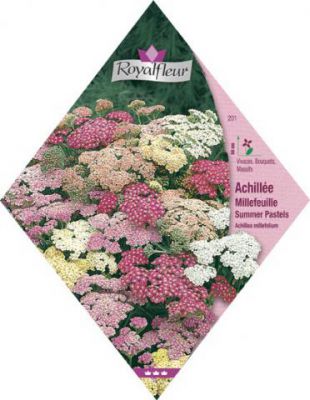 ACHILLEE MILLEFEUILLE Summer Pastels