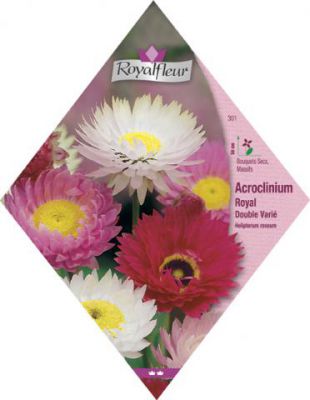 ACROCLINIUM Royal Double Vari�