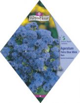 AGERATUM Tetra Blue Mink Nain