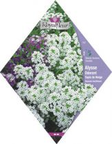 ALYSSE ODORANT Tapis de neige