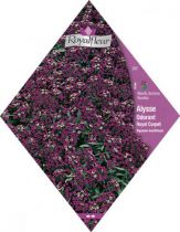 ALYSSE ODORANT Royal Carpet