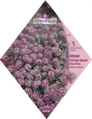 ALYSSE ODORANT Royal Rose Tr�s Nain