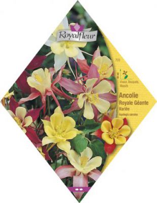 ANCOLIE Royal G�ante Vari�e