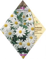 ANTHEMIS Frutescent Blanc