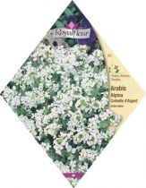 Arabis Alpina Corbeille D'argent