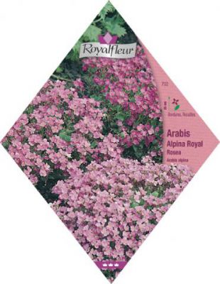 ARABIS ALPINA Royal Rosea