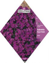 AUBRIETE Royal Violet