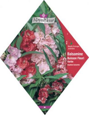 BALSAMINE Buisson Fleuri Vari�e