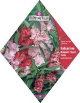 BALSAMINE Buisson Fleuri Variée