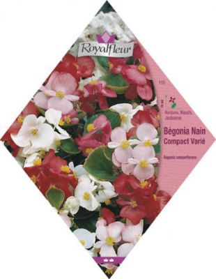 B�GONIA Nain Compact Vari�